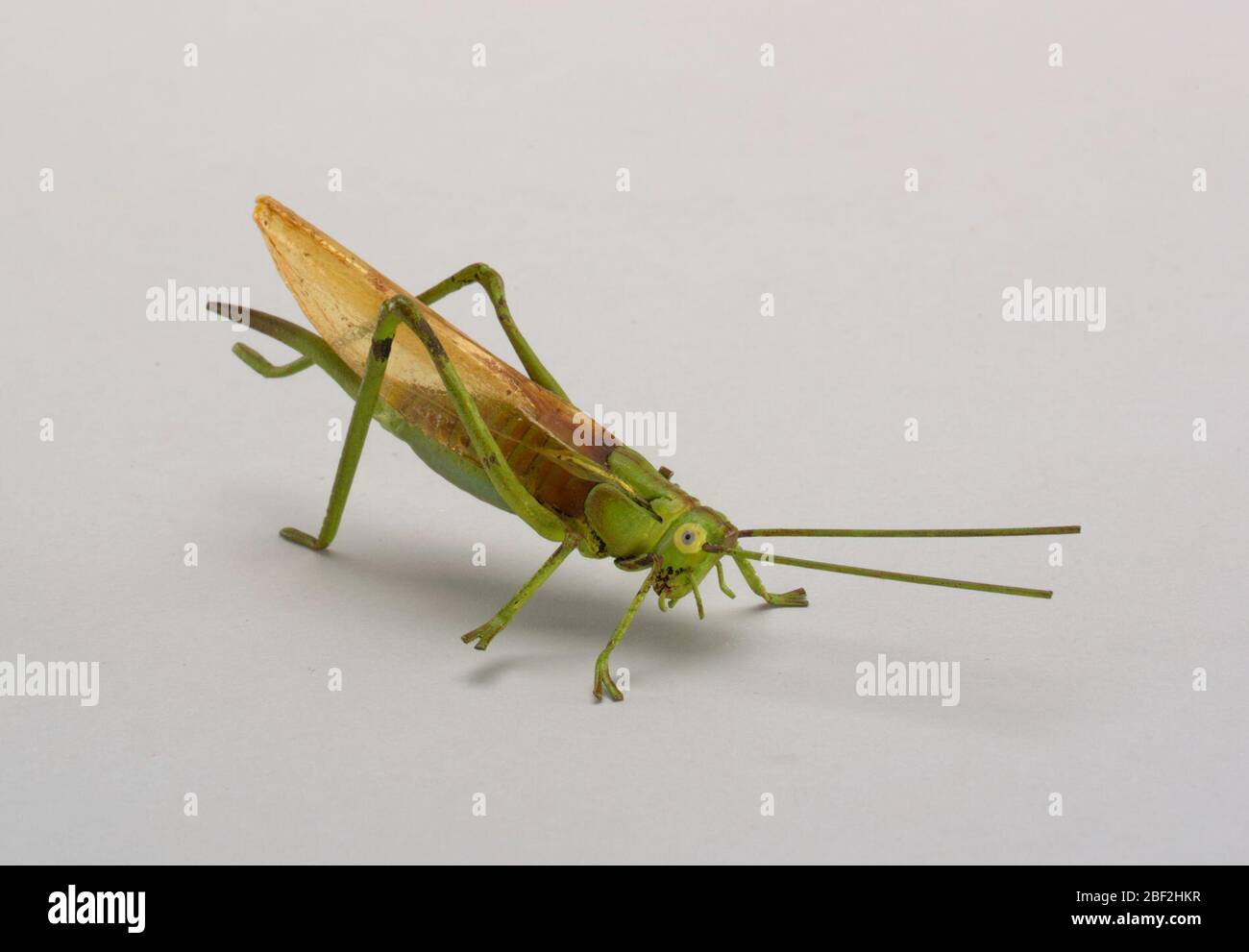 Scultura. Figura di una cavalletta verde con tocchi realistici di altri colori, ali trasparenti. Foto Stock