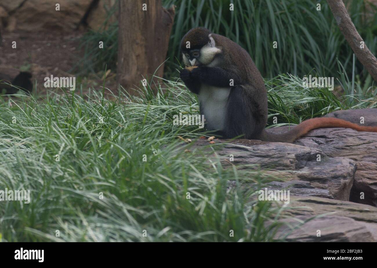 Scimmia Schmidt Redtaed. Classe: Mammalia,Famiglia: Cercopithecidae,genere: Cercopithecus,Regno: Animalia,scimmia,Ordine: Primati,Phylum: Chordata,Primate,Guenon dalla coda rossa,Scimmia dalla coda rossa,specie: ascanius,Think Tank Foto Stock