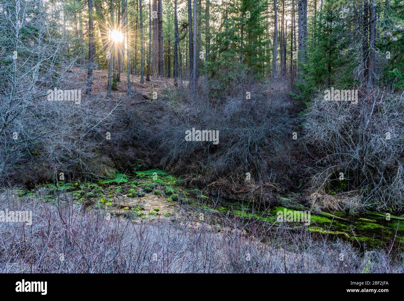 Piante verdi bizzarre e luminose alle sorgenti del fiume Metolius vicino alle Sorelle nell'Oregon centrale. Foto Stock