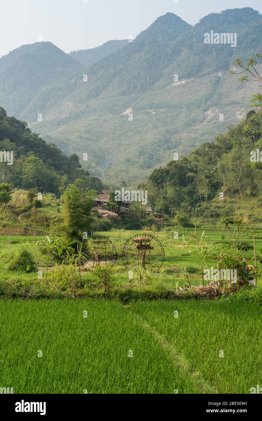 Ruote ad acqua e risaie a terrazze nella riserva naturale di Pù Luông, Vietnam Foto Stock