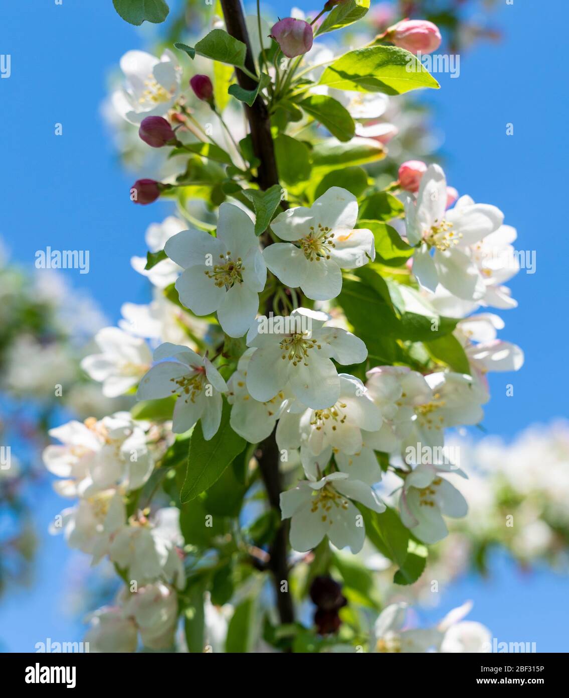 Il granchio di mele fiorisce in piena fioritura durante la stagione primaverile Foto Stock