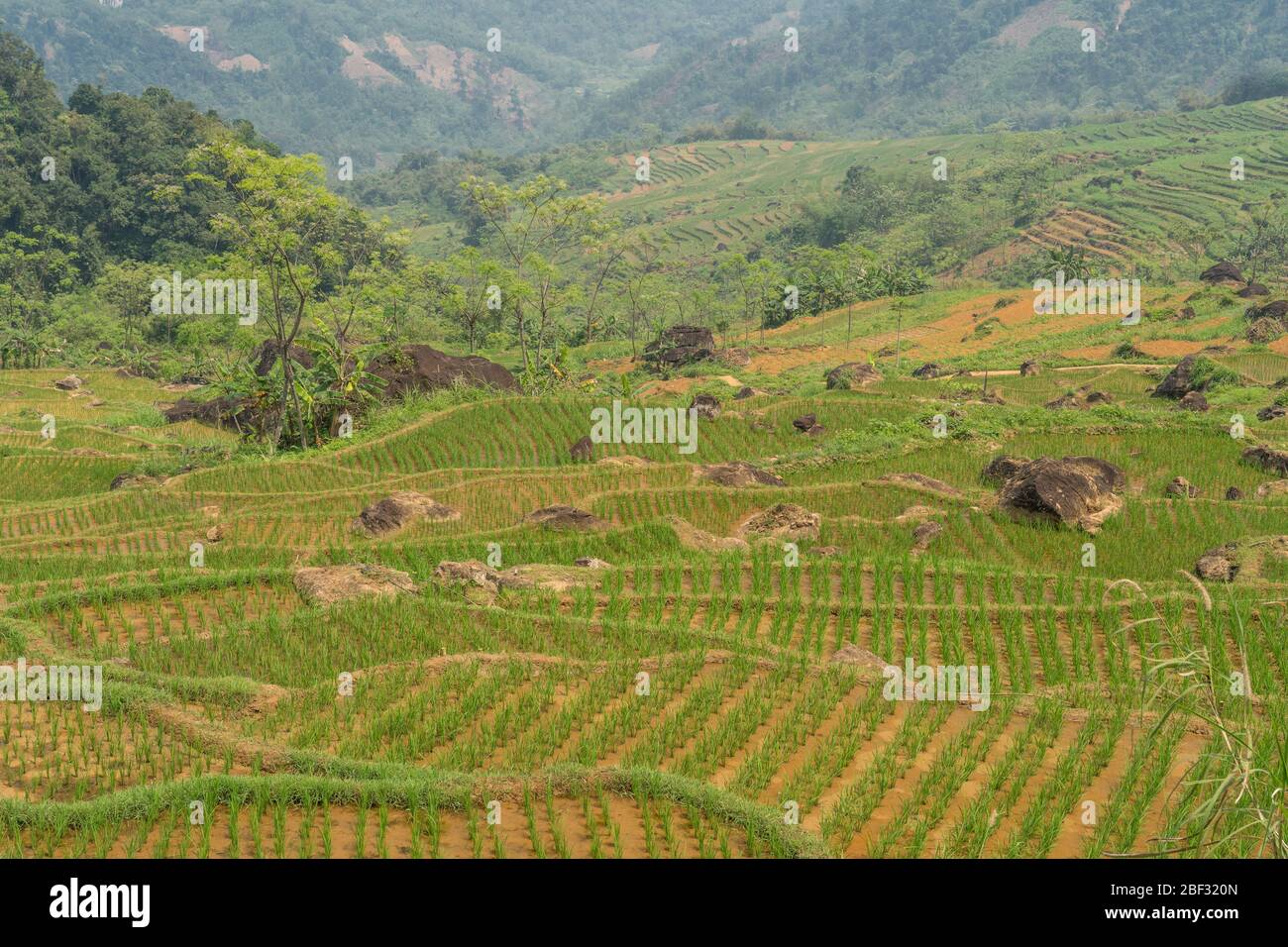 Terrazze di riso recentemente piantate alla Riserva Naturale di pu Luong, Vietnam Foto Stock