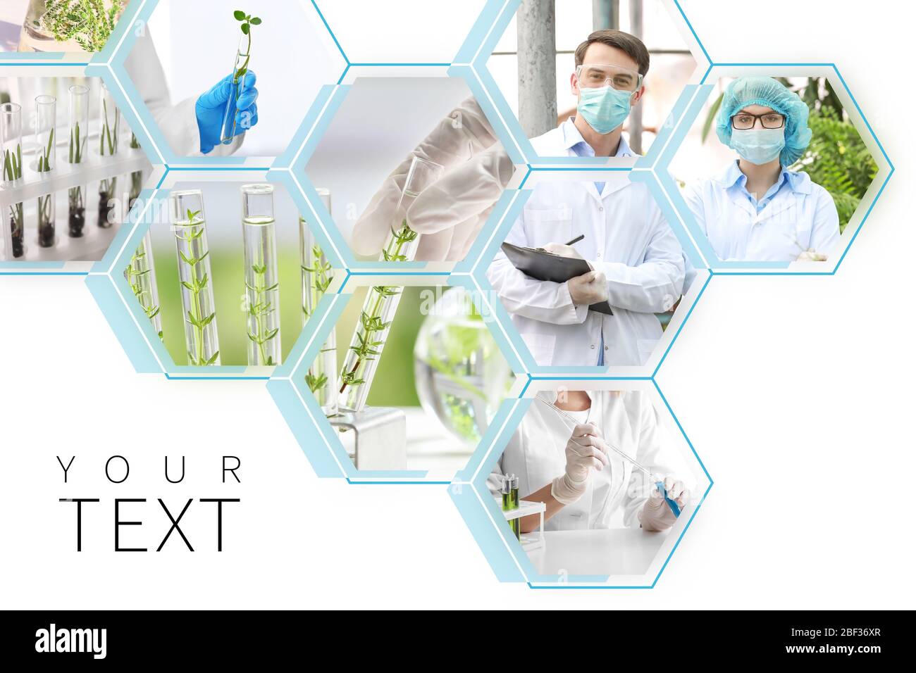 Collage di foto con ingegneri agricoli e piante in provette Foto Stock
