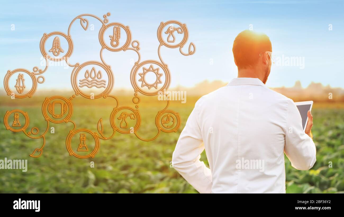Ingegnere agricolo maschile che utilizza l'applicazione iot mentre lavora sul campo. Agricoltura intelligente e agricoltura digitale Foto Stock