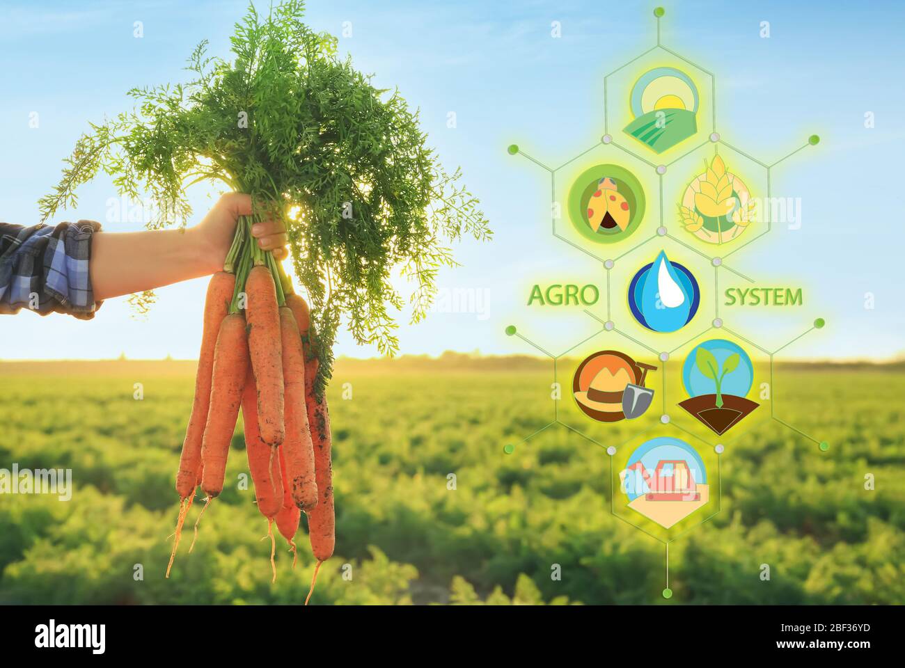 Contadina con carote e icone raccolte di applicazioni iot. Agricoltura intelligente e agricoltura digitale Foto Stock