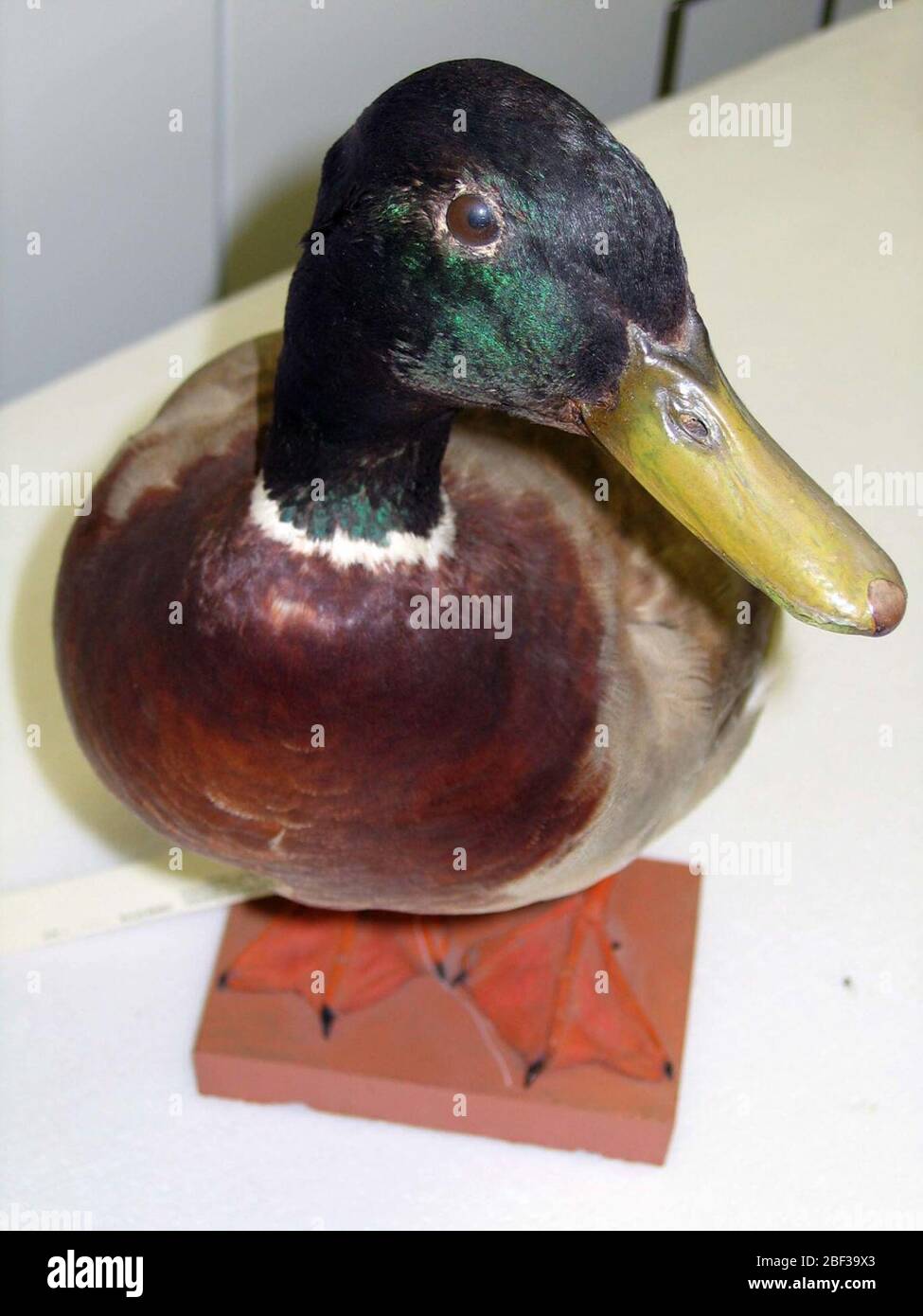 Platyrhynchos ANAS. 11 ago 20141 Foto Stock