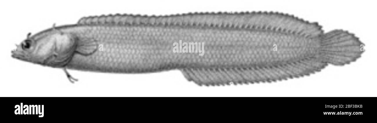 Auchenistius stahli. 1.2 pollici o 30.5 mm sl(?). Per ulteriori informazioni, vedere pag. 10 in smith. Contributi alla zoologia, n. 576, springer e orrell 1996 'catalogo di esemplari di tipo di pesci recenti nel museo nazionale di storia naturale, smith. Foto Stock