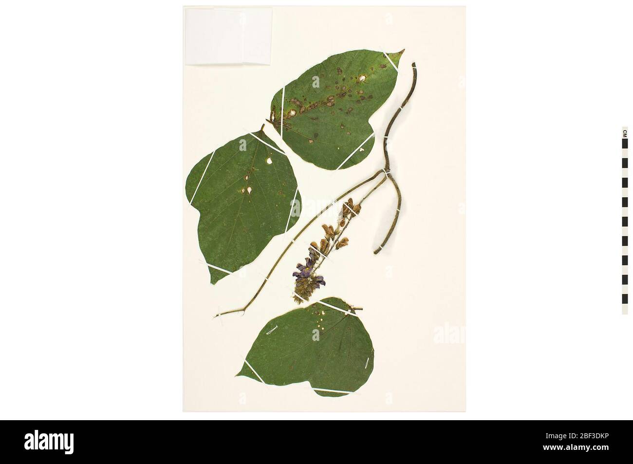 Kudzu. Questo oggetto fa parte della collezione Education and Outreach, alcuni dei quali sono nel centro di formazione scientifica Q?rius e disponibili per vedere.58 gennaio 2020 Foto Stock