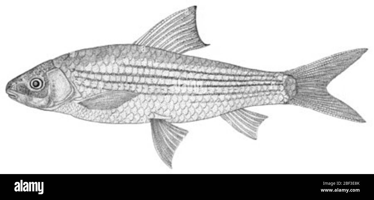 Cirrhinus lineatus. 8524 ottobre 20161 Foto Stock