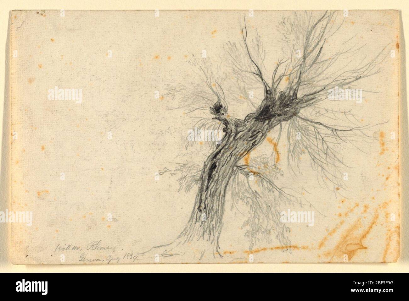 Willow sulla Svizzera Rhne Ginevra. Studio di un albero di salice, quasi senza foglie, appoggiato verso destra. Foto Stock