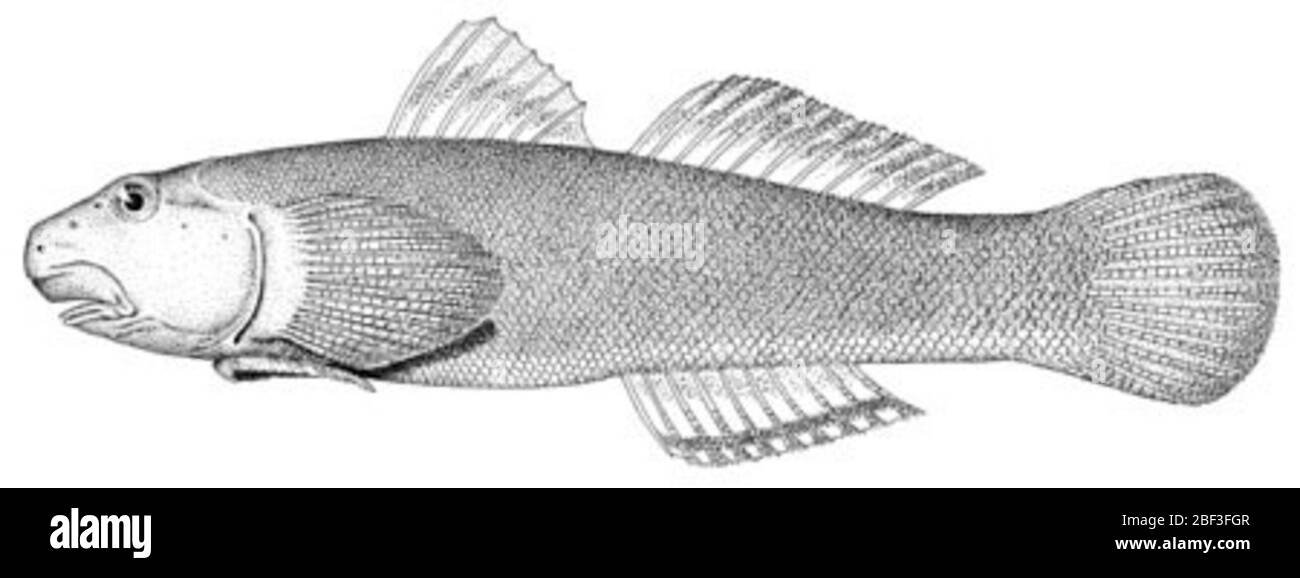 Sicydium caguitae. 2554 Jan 20161 Foto Stock