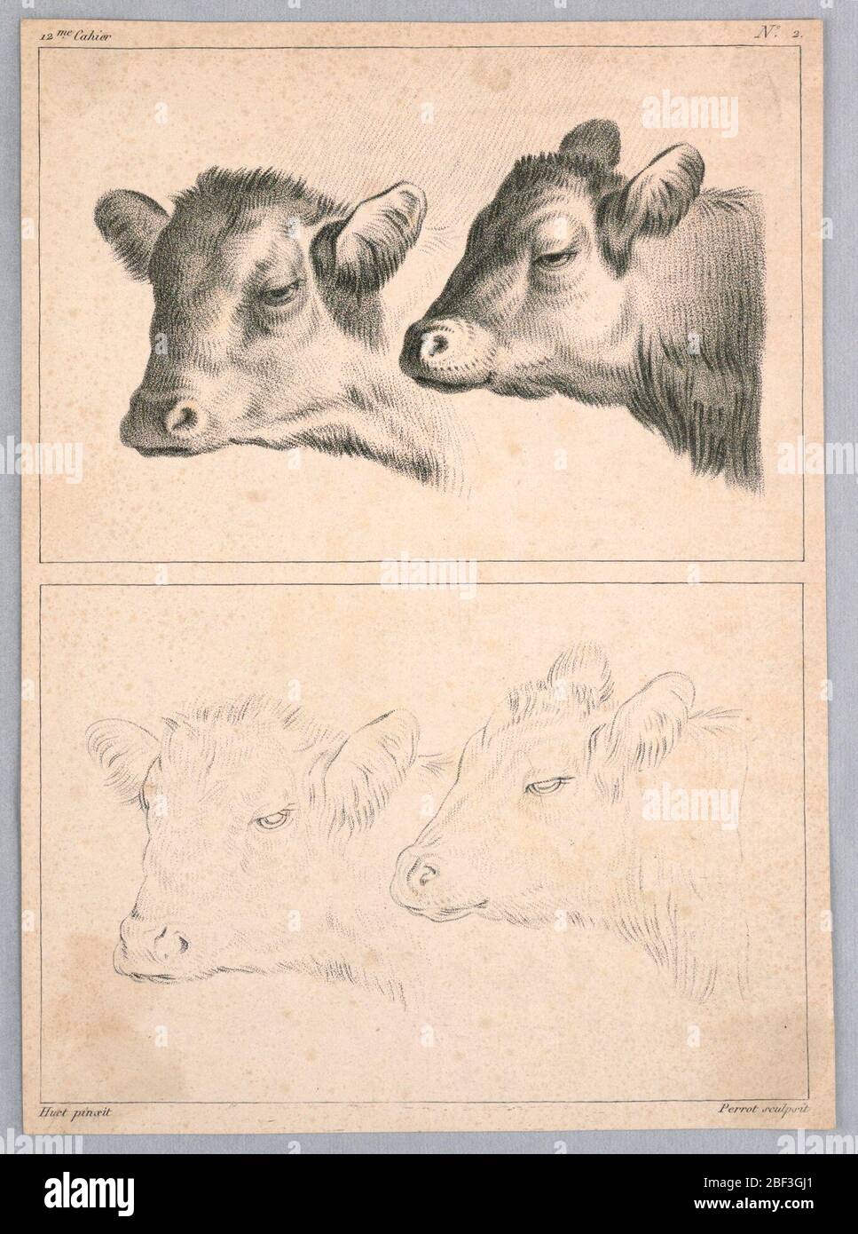 Due teste di mucca piatto n. 2 dal 12me Cahier detudes. Due teste di vacca a stadi progressivi di completezza. Foto Stock