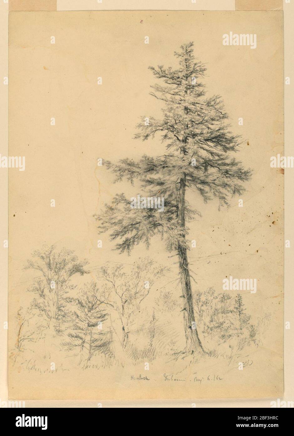 Studio di Hemlock Gorham New Hampshire. Hemlock, a destra, sopra altri alberi, oltre, in un prato troppo cresciuto. Foto Stock