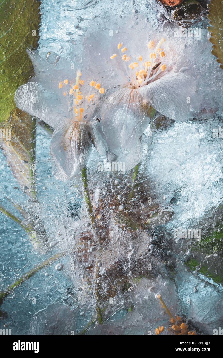 Ghiacciare il fiore bianco di ciliegio - ricco di texture creativo sfondo primaverile Foto Stock
