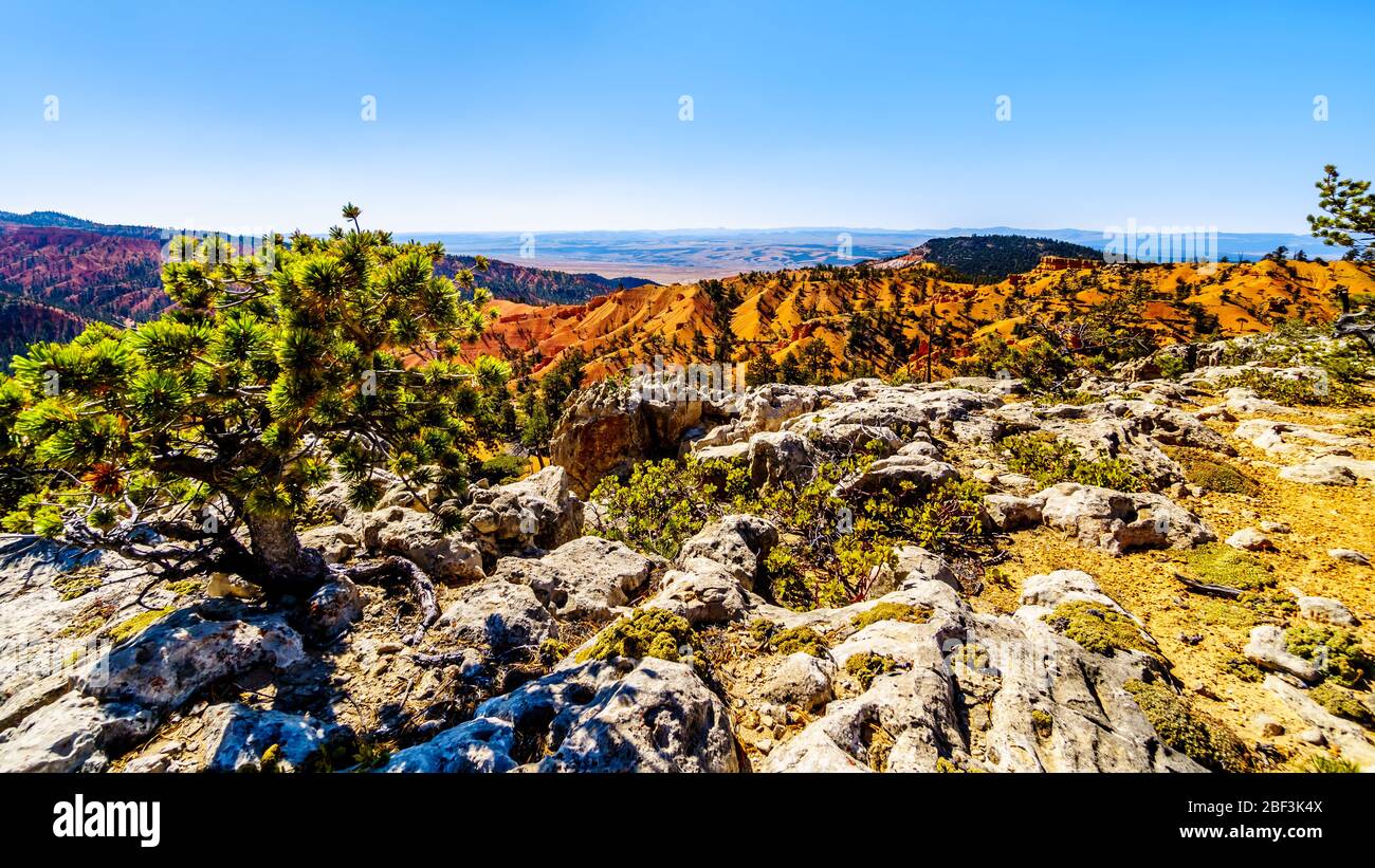 Escursioni attraverso il paesaggio semi-desertico e le montagne sul Cassidy Trail e Rich Trail nel Red Canyon state Park nello Utah, Stati Uniti Foto Stock