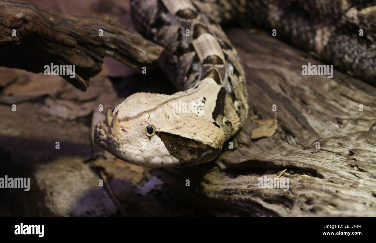 Gaboon Viper. Specie: Gabonica,genere: Bitis,Famiglia: Viperidae,Ordine: SQUAMATA,Classe: Reptilia,Phylum: Chordata,Regno: Animalia,Gaboon Viper,Snake,Reptile,Viper Foto Stock