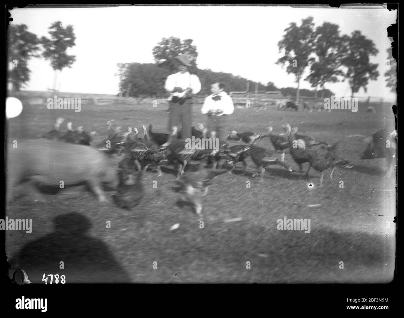 Azienda agricola non identificata. Archivi dell'Istituto Smithsonian, ACC. 11-006, Box 014, Image No. MAH-4788Smithsonian Institution Archives Capital Gallery, Suite 3000, MRC 507; 600 Maryland Avenue, SW; Washington, DC 20024-2520 Foto Stock