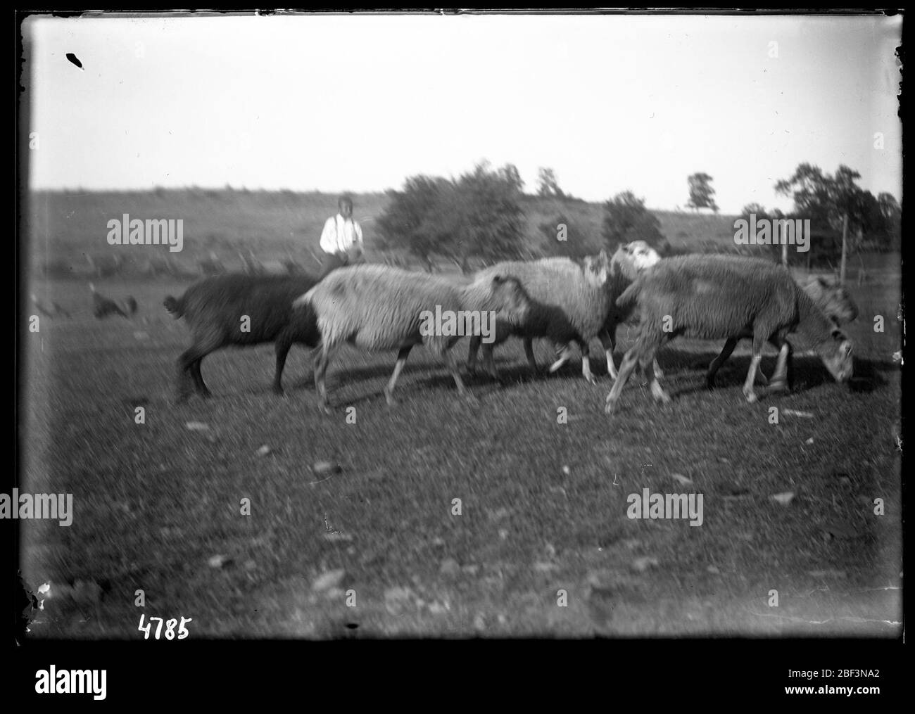 Azienda agricola non identificata. Archivi dell'Istituto Smithsonian, ACC. 11-006, Box 014, Image No. MAH-4785Smithsonian Institution Archives Capital Gallery, Suite 3000, MRC 507; 600 Maryland Avenue, SW; Washington, DC 20024-2520 Foto Stock