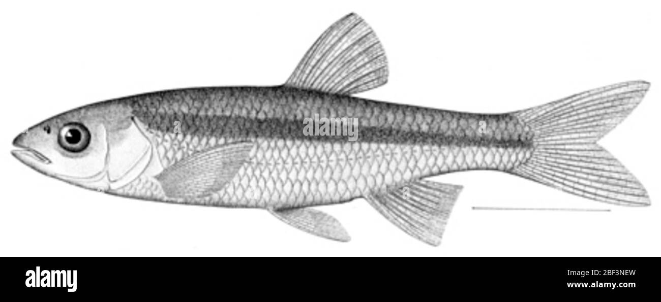 Nottopis macdonaldi Jordan Jenkins. 1978. Catalogo dei tipi del genere di pesci ciprinidi del Nord america ntropis. bollettino del museo statale della florida, biol. Sci., vol. 23 no 1, pag. 58. uno di orig. 2 specifiche rimosse come paralettotipo a usnm 214481.21 Feb 20181 Foto Stock