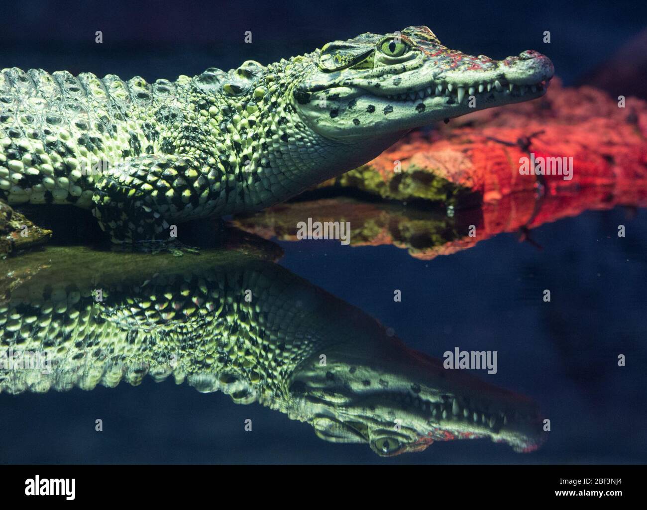 Coccodrillo cubano. Specie: Rombifero,genere: Coccodrillo,Famiglia: Coccodrilidae,Ordine: Coccodrilia,Classe: Rettilia,Phylum: Chordata,Regno: Animalia,coccodrillo cubano,coccodrillo,Rettile,novello Foto Stock