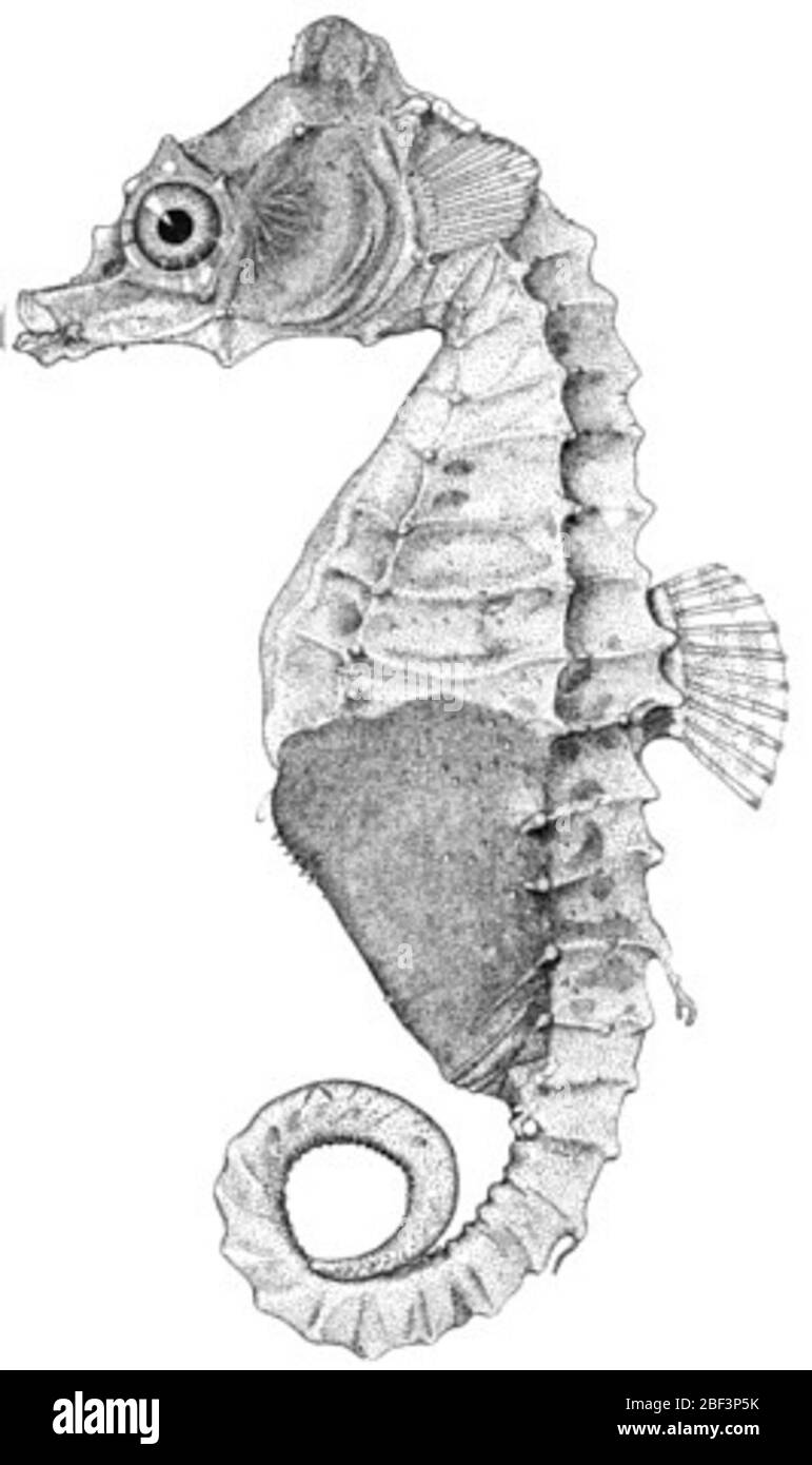 Ippocampus regulus. 18 ago 20141 Foto Stock