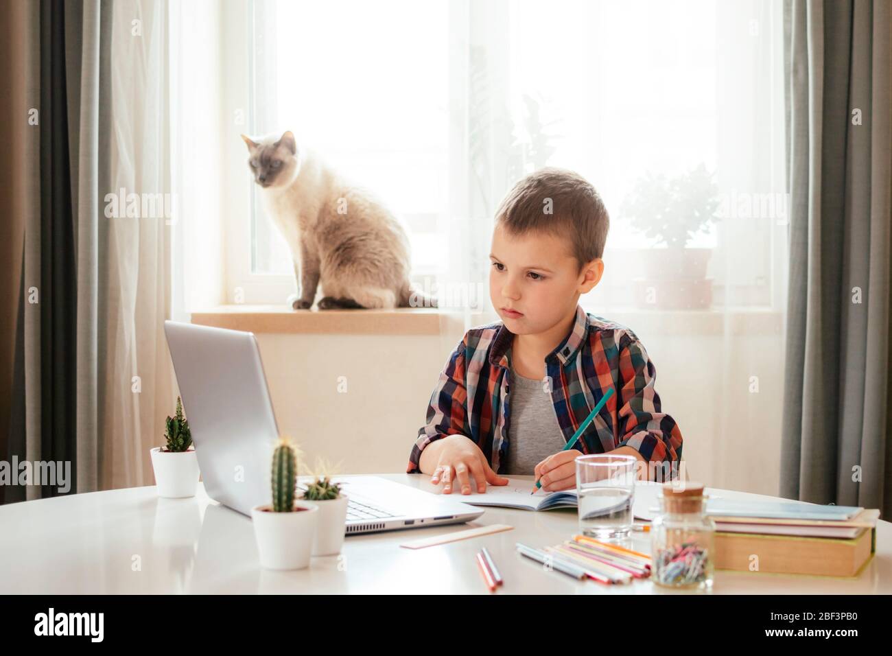 Ragazzo che studia a casa con il notebook e fa i compiti a scuola. Formazione online a distanza. Il gatto è seduto sul finestrino. Foto Stock
