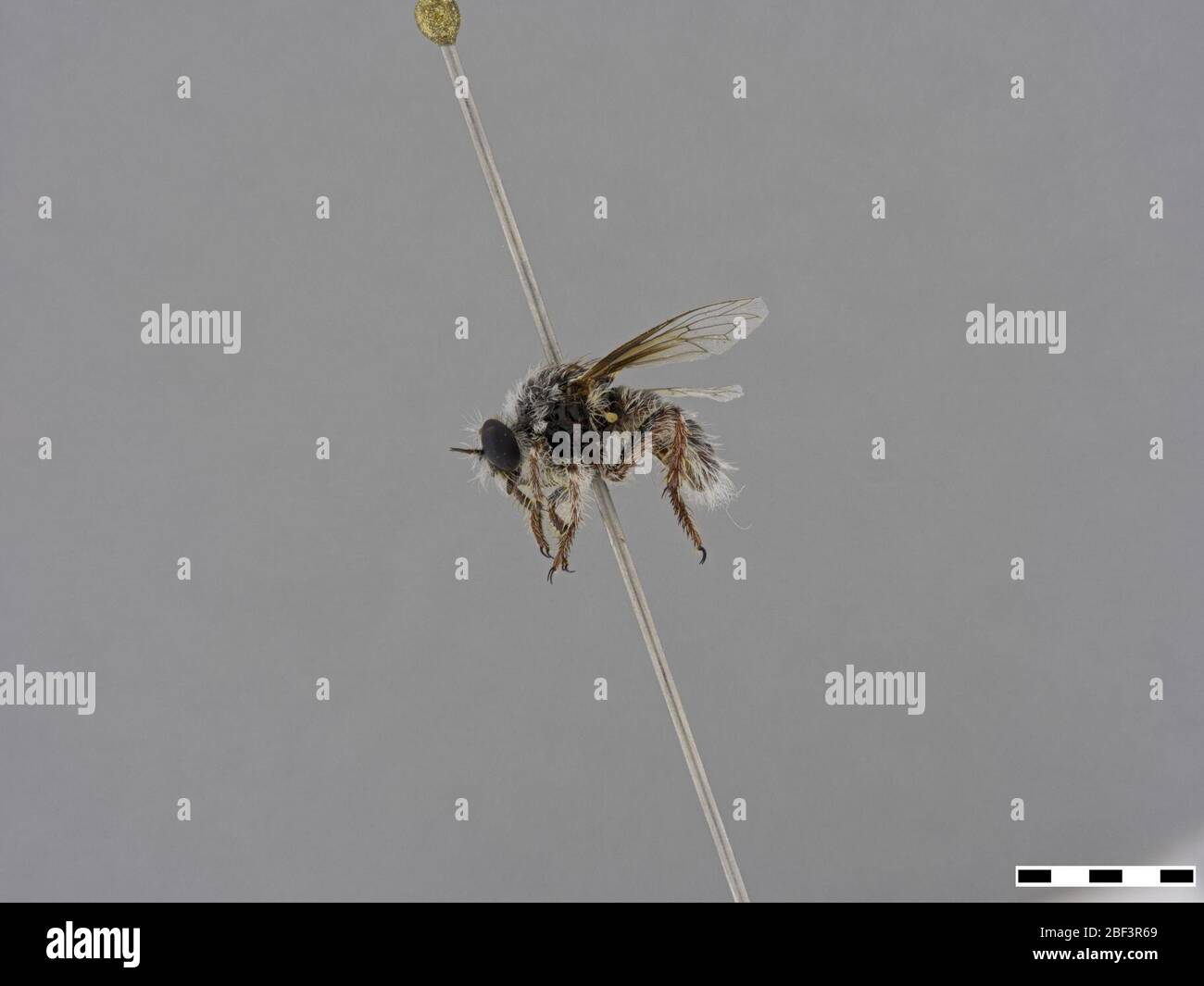 Sisirnoditi non identificati. 17 Mar 20201 Foto Stock