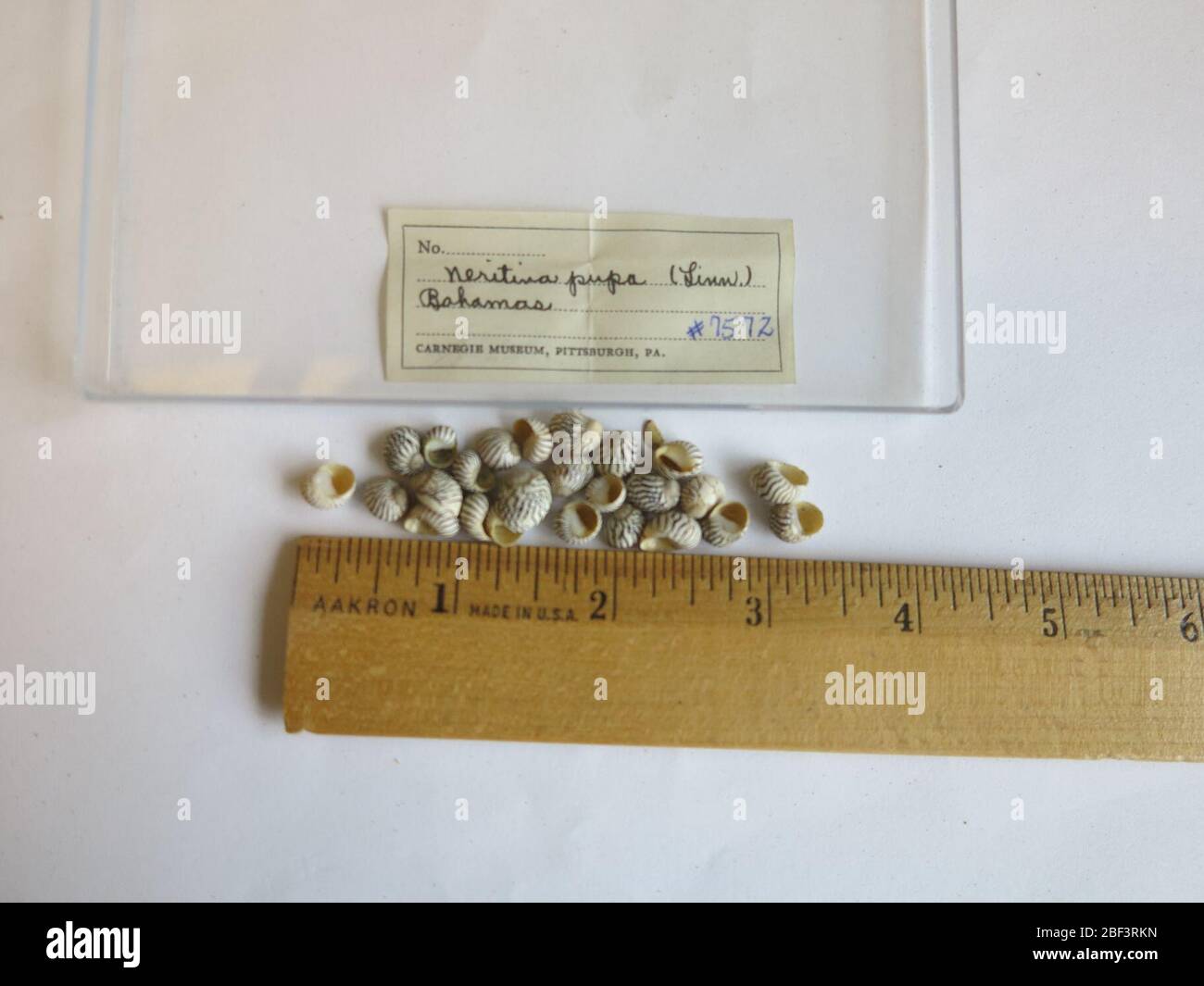 Puperita pupa. Scambio Carnegie Museum, Pittsburgh, PA27 Feb 201725 Foto Stock