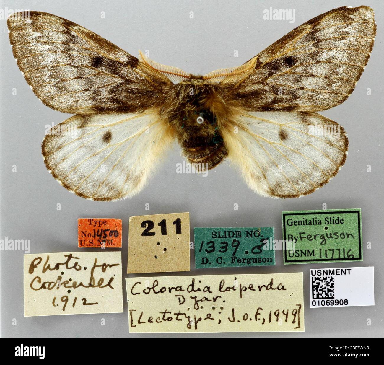 Coloradia lois var loiperda. 14 Giugno 20161 Foto Stock