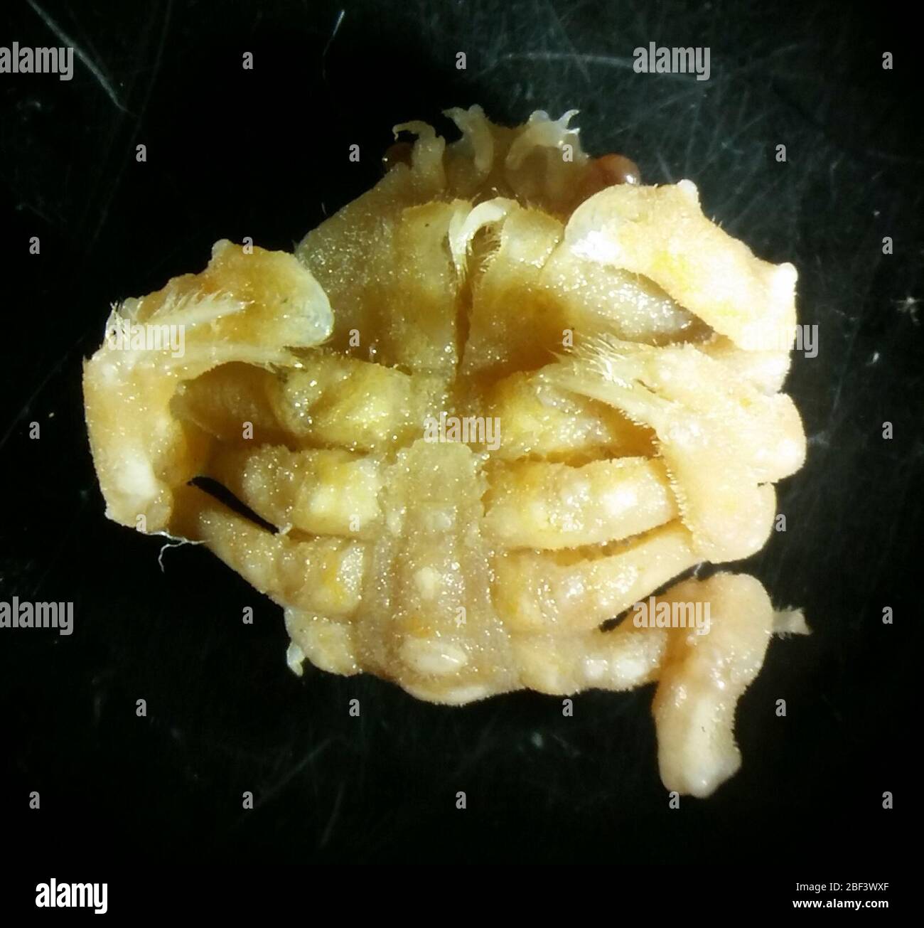 Conchoecetes andamanicus. 8 Nov 20181 Foto Stock