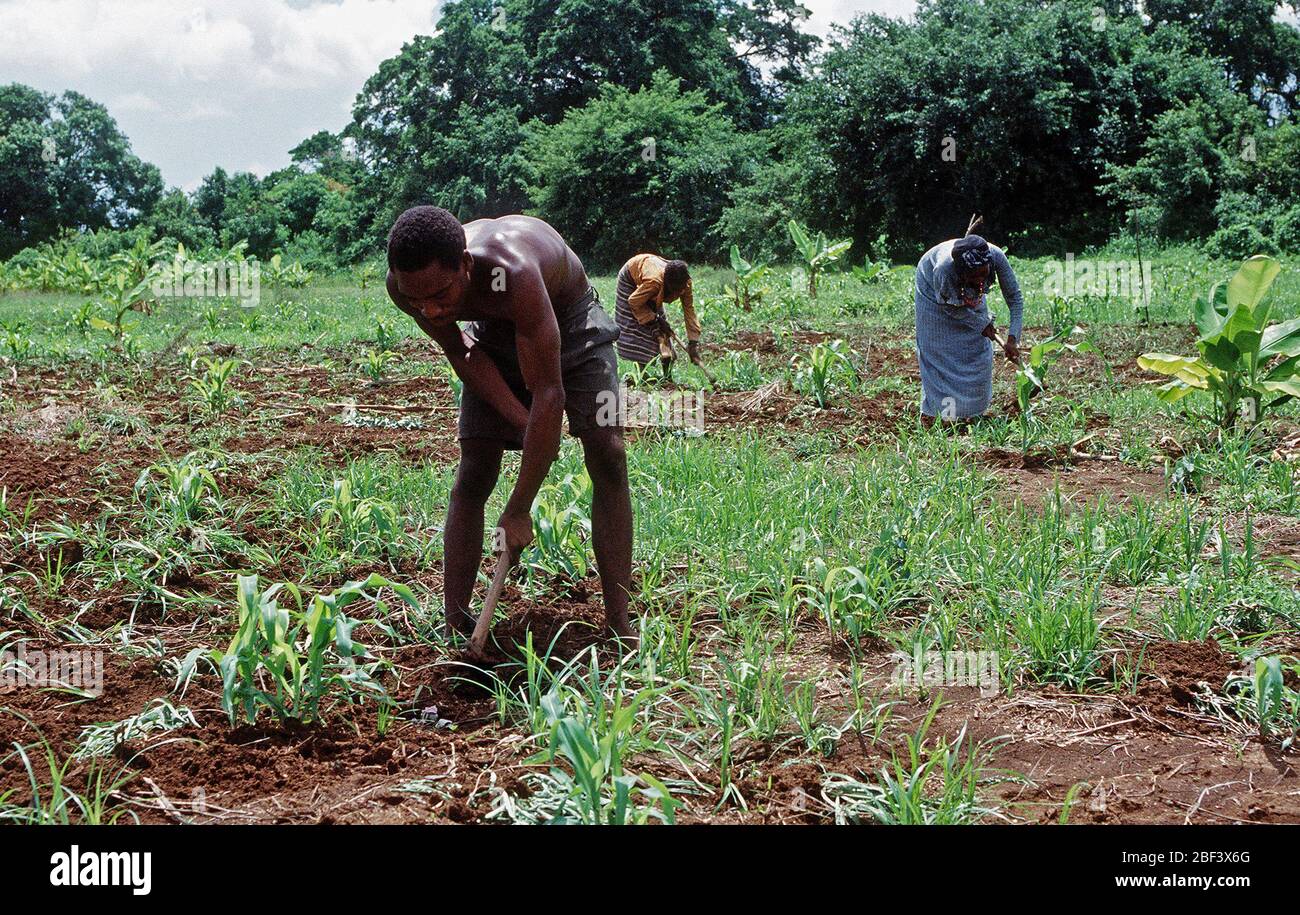 1993 - somalo gli agricoltori che lavorano in campi di Kismayo, Somalia mentre U.S. Le forze sono state in Somalia per continuare l'Operazione Speranza. Foto Stock