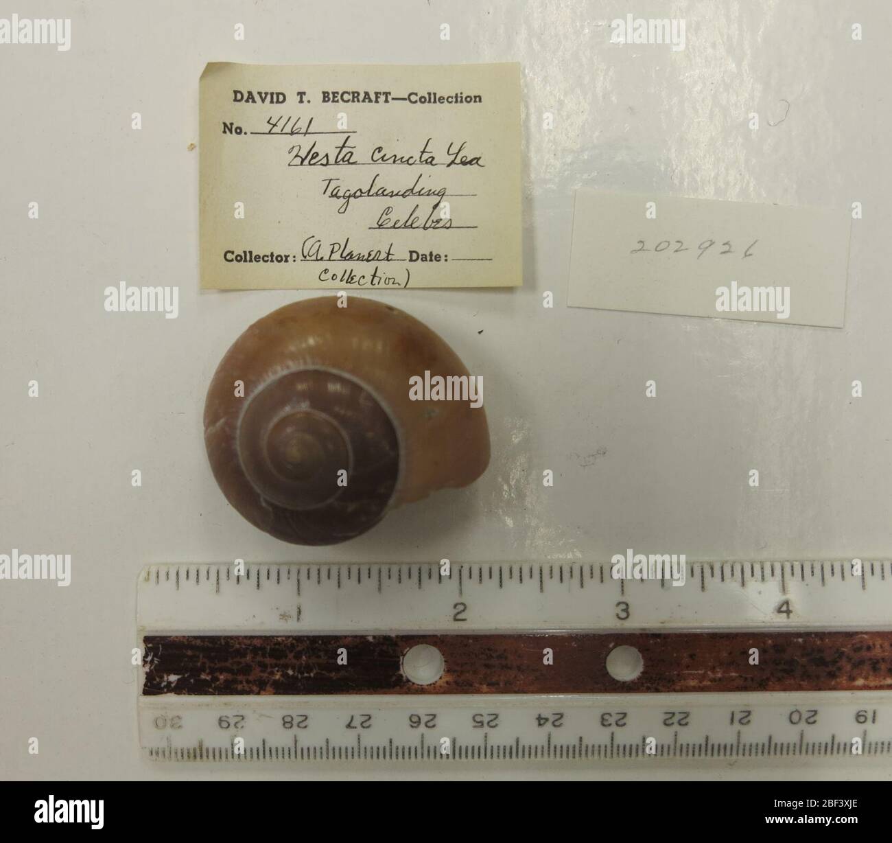 Xesta incta. ACC n. 20292612 set 20161 Foto Stock