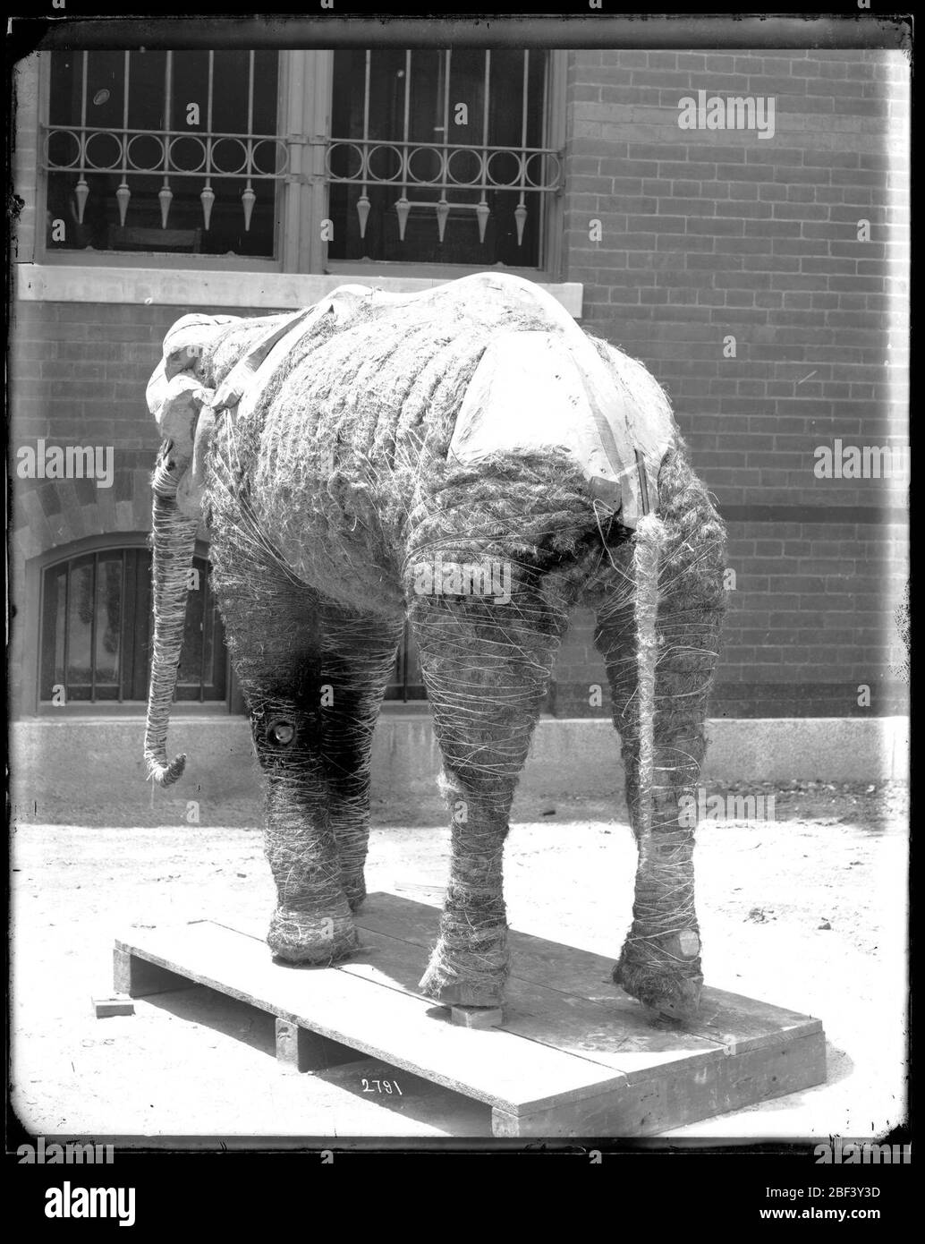 Monte di elefante africano Mungo. Monte di elefante africano 'Mungo' durante il tassidermy di William Temple Hornaday per gli Stati Uniti National Museum.Smithsonian Institution Archives, ACC. 11-007, riquadro 012, immagine n. Foto Stock