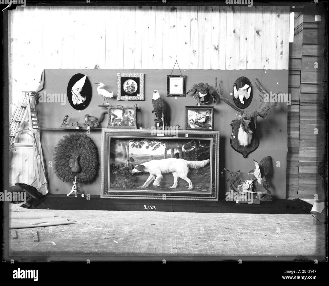 Contributi di Taxidermy ornamentale. Conosciuto anche come RU95 Box76 096 [SPI 2150] e 2783.Vedi anche unità di registrazione 95, Box 76.Descrizione da 'Taxidermy e raccolta zoologica; un manuale completo per il tassidermist dilettante, collezionista, osteologo, costruttore di musei, sportivo e viaggiatore,' di William Temple Hornaday A. Foto Stock