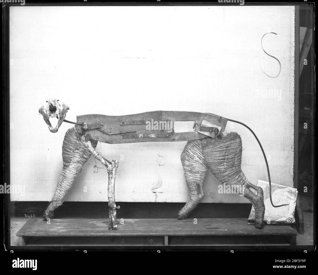 Telaio tassidermy per modello Tiger. Telaio tassidermy per modello tigre per gli Stati Uniti National Museum.Smithsonian Institution Archives, ACC. 11-007, Box 015, Image No. MNH-3658Smithsonian Institution Archives Capital Gallery, Suite 3000, MRC 507; 600 Maryland Avenue, SW; Washington, DC 20024-2520 Foto Stock