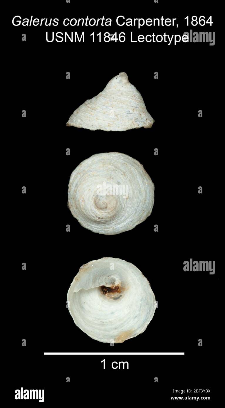 Galerus contorta. 18 Jan 20171 Foto Stock