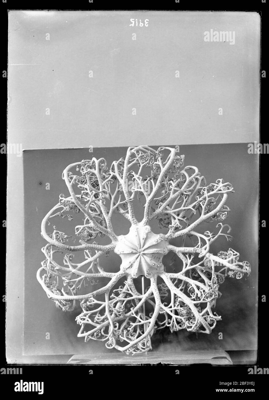 Campione Basket Star. Raccolta negli Stati Uniti esplorando la spedizione nell'Oceano Atlantico del Sud, 1841.Nome scientifico: Astrocladus euryaleUSNM Cat. No. 3639.Smithsonian Institution Archives, ACC. 11-007, riquadro 016, immagine n. Foto Stock