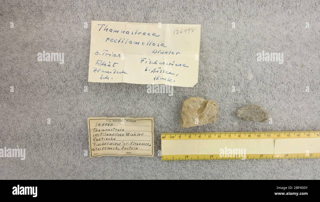 Pamioseris rettilamellosa. 29 Mar 20172 Foto Stock