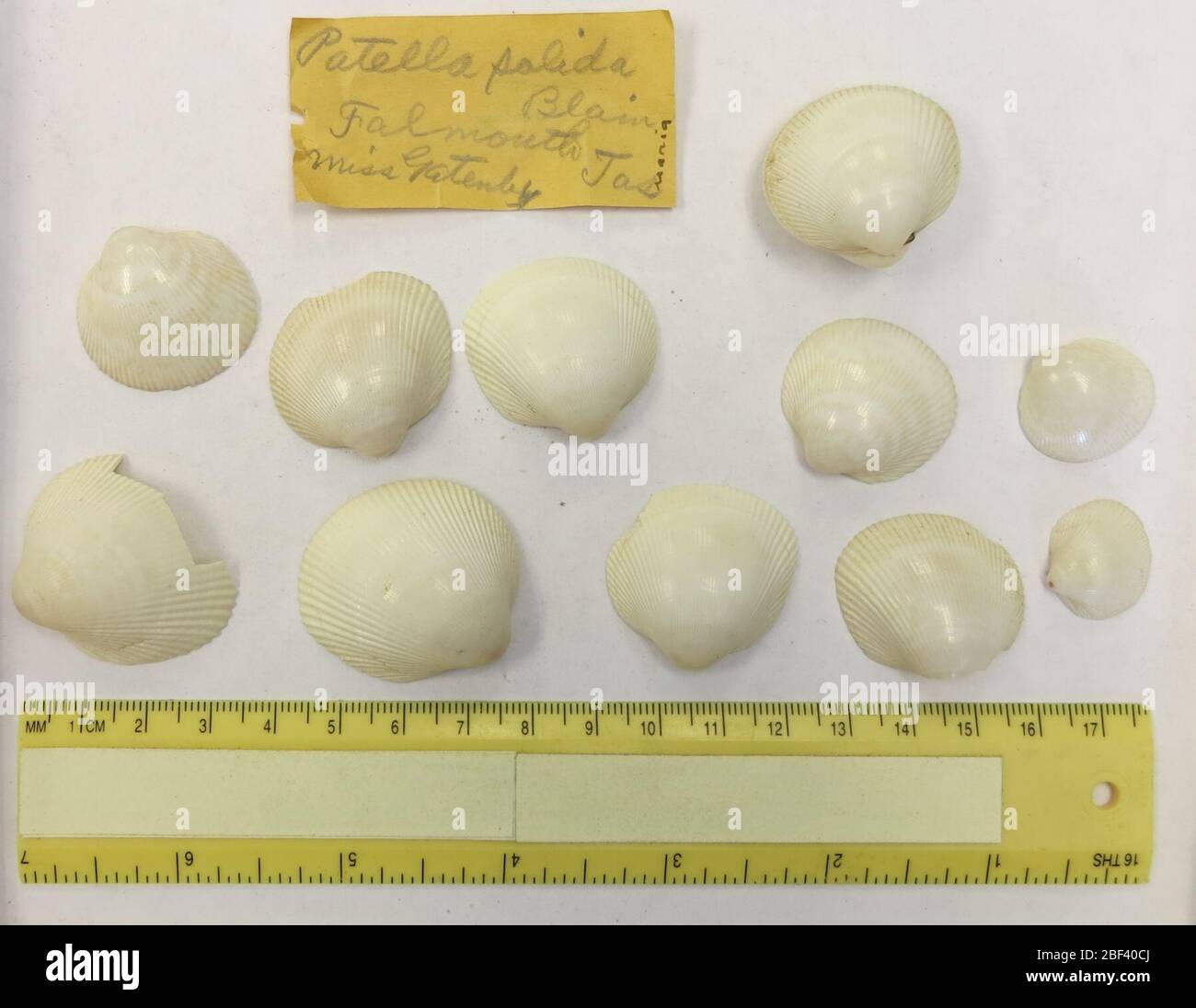 Fulvia tenuicostata. La carta con il campione si riferisce al collettore JPEM n. 7990 (Patella solida Blainville). Tuttavia, JPEM 7990 elenca solo 4 esemplari. La nota aggiuntiva si riferisce al JPEM n. 7990.1, tuttavia, il JPEM n. 7990.1 non è elencato nel catalogo delle carte di Morrison. I dati relativi alla posizione sono incerti.16 Mar 20176 Foto Stock