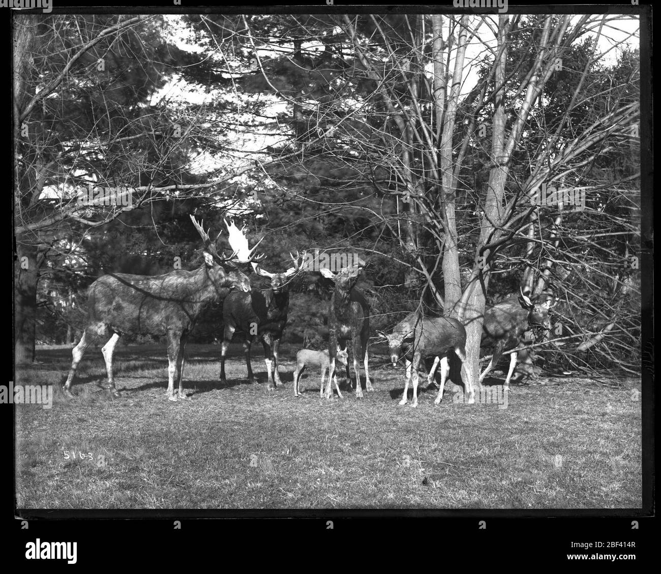 Campioni di studio per Taxidermy Moose Group. Gruppo di alci con due tori, due mucche, un vitello e un immaturo bull.Smithsonian Institution Archives, ACC. 11-007, Box 026, Image No. MNH-5163Smithsonian Institution Archives Capital Gallery, Suite 3000, MRC 507; 600 Maryland Avenue, SW; Washington, DC 20024-2520 Foto Stock