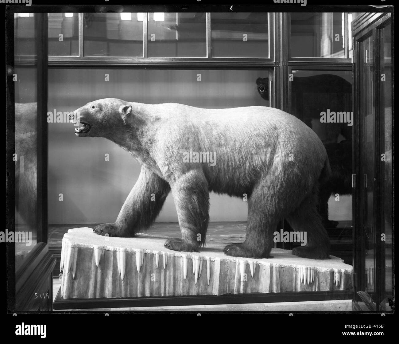 Modello montato di un orso polare. Vedi il rapporto annuale del Consiglio dei Regenti, tra cui USNM, 1892, Plate LXXXV.Mammals mostra nel Museo Nazionale degli Stati Uniti, ora noto come l'edificio delle Arti e delle Industrie. USNM Cat. No. 13361.Smithsonian Institution Archives, ACC. 11-007, riquadro 026, immagine n. Foto Stock