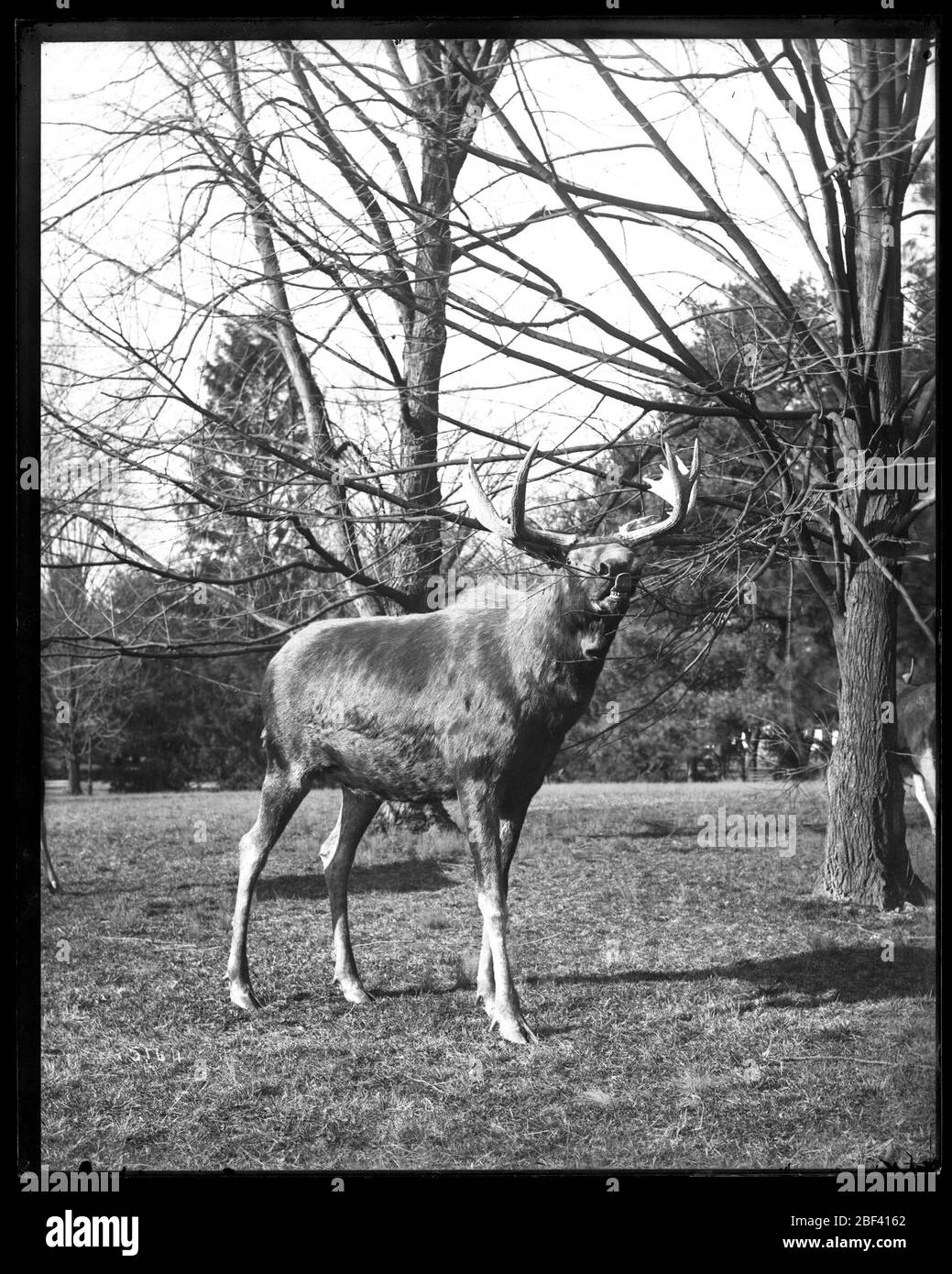 Campione di studio per il gruppo Taxidermy Moose. Mucca alci mangiare albero branch.Smithsonian Institution Archivi, ACC. 11-007, Box 026, Image No. MNH-5161Smithsonian Institution Archives Capital Gallery, Suite 3000, MRC 507; 600 Maryland Avenue, SW; Washington, DC 20024-2520 Foto Stock