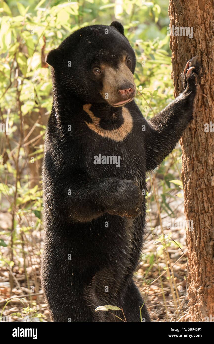 Moon Bear Cub, Wildlife Alliance Release Station, Chi Phat, Cambogia Foto Stock Moon Bear Cub, Wildlife Alliance Release Station, Chi Phat, Cambogia Foto Stock