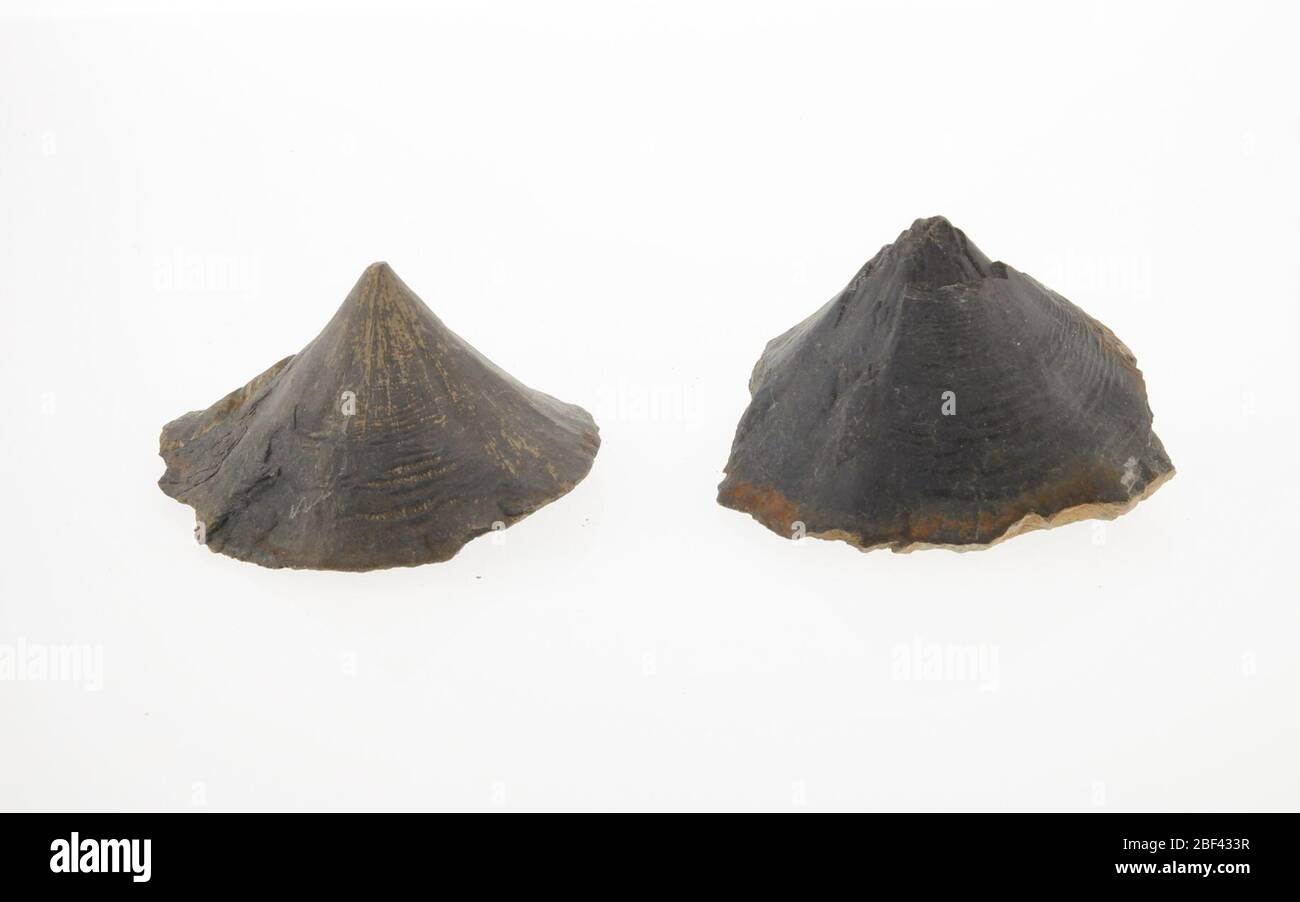 Scisto calcareo. 13 Mar 20191 Foto Stock