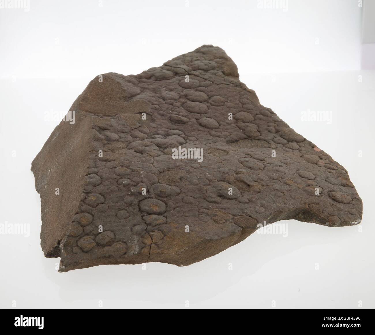 Arenaria. 14 Mar 20191 Foto Stock