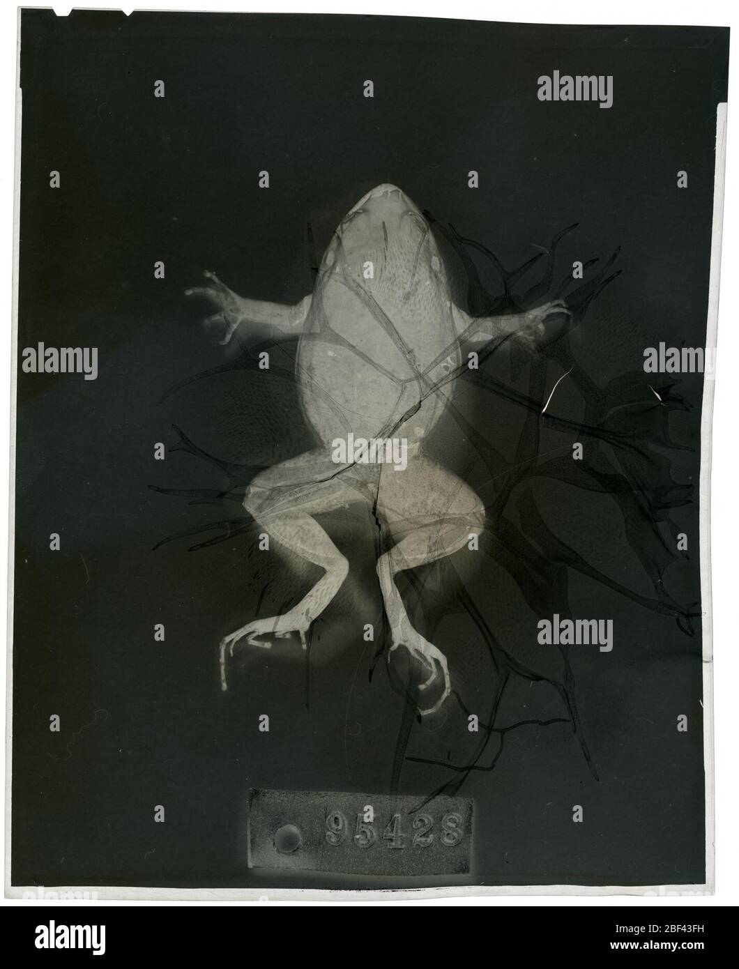 Eleutherodactylus ventrilineatus. 2 ottobre 20181 Foto Stock