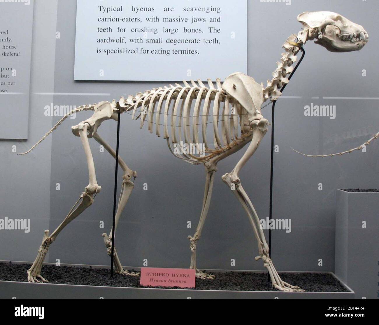 Iena iena. 20 ago 20141 Foto Stock