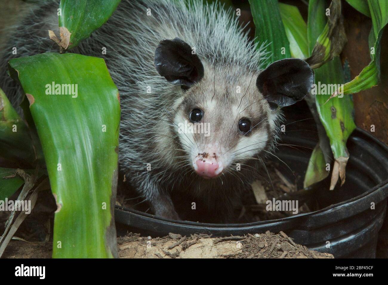 Opossum comune. Specie: Marsupialis,genere: Didelphis,Famiglia: Didelphidae,Ordine: Didelphimorpida,Classe: Mammalia,Phylum: Chordata,Regno: Animalia,Opossum comune,Opossum,Marsupial,Minnie,SMH,Small Mammal House Foto Stock