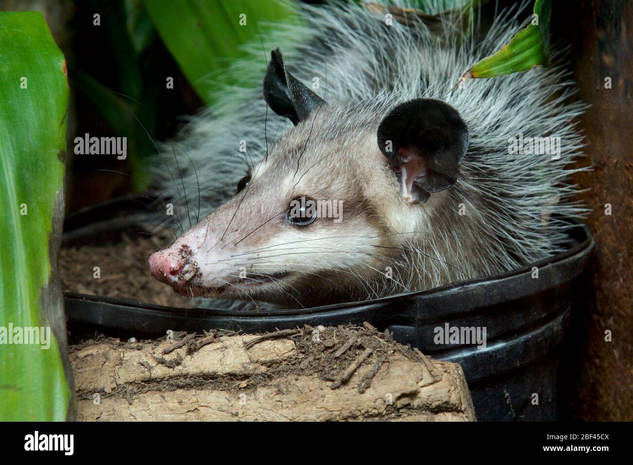 Opossum comune. Specie: Marsupialis,genere: Didelphis,Famiglia: Didelphidae,Ordine: Didelphimorpida,Classe: Mammalia,Phylum: Chordata,Regno: Animalia,Opossum comune,Opossum,Marsupial,Minnie,SMH,Small Mammal House Foto Stock