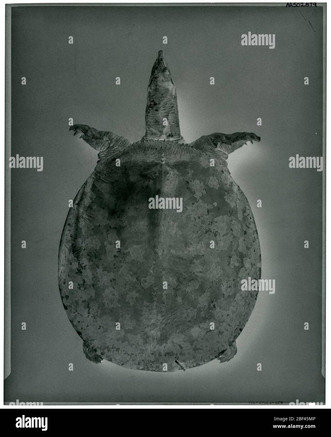 Apialone spinifera. 16 Feb 20181 Foto Stock